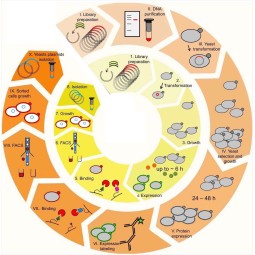 Custom Nanobody Discovery